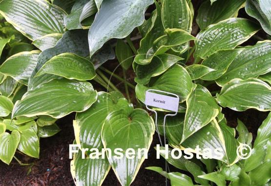 Hosta Kermit